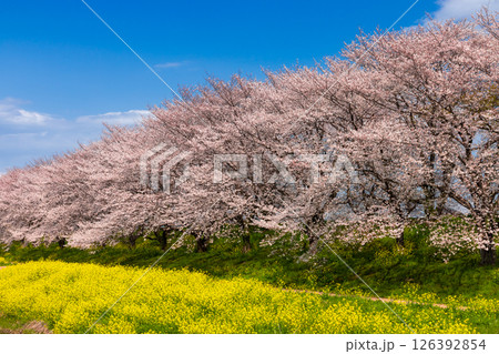 埼玉県比企郡吉見町飯島新田　快晴青空のさくら堤公園の桜並木と菜の花畑の景色 126392854