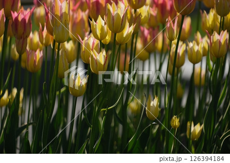 大通公園のチューリップ 大通公園のチューリップ 126394184