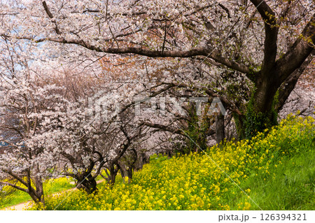埼玉県比企郡吉見町飯島新田　さくら堤公園の桜並木と土手斜面の菜の花畑の景色 126394321
