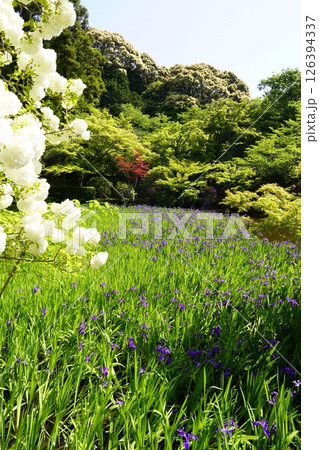 杜若咲く池のある庭園 杜若咲く池のある庭園 126394337