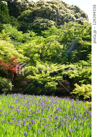 杜若咲く池のある庭園 杜若咲く池のある庭園 126394338