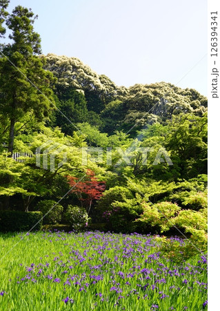 杜若咲く池のある庭園 杜若咲く池のある庭園 126394341
