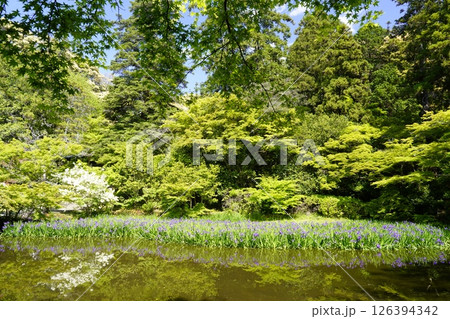 杜若咲く池のある庭園 126394342