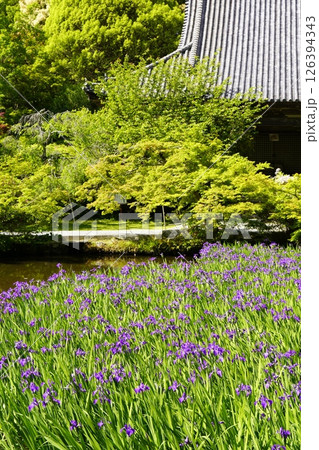 杜若咲く池のある庭園 126394343