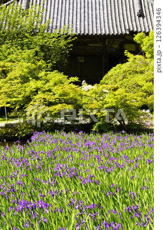 杜若咲く池のある庭園 126394346