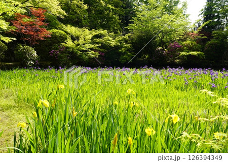 杜若咲く池のある庭園 126394349