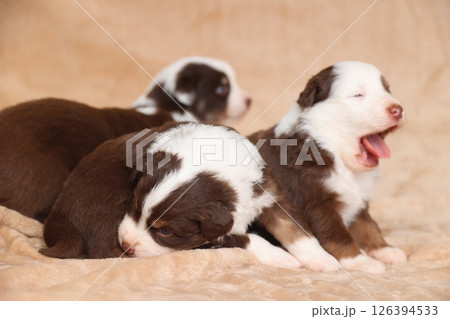 Three puppies are laying on a bed, one of which is yawning Three puppies are laying on a bed, one of which is yawning 126394533