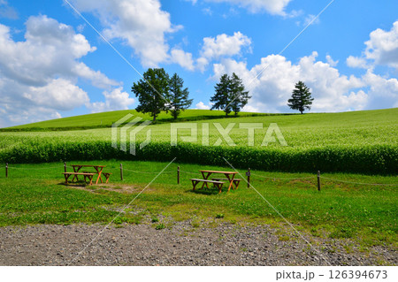 夏 美瑛の丘 夏 美瑛の丘 126394673