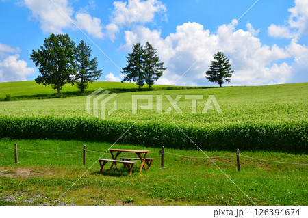 夏 美瑛の丘 夏 美瑛の丘 126394674