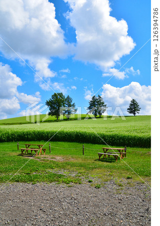 夏 美瑛の丘 夏 美瑛の丘 126394786