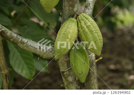 Green and yellow cocoa pods on cocoa trees in a cocoa plantation. 126394902