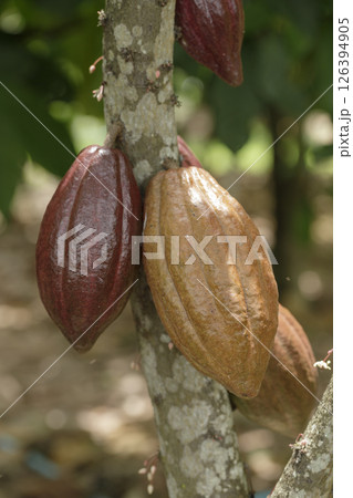 Green and yellow cocoa pods on cocoa trees in a cocoa plantation. 126394905