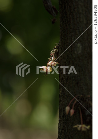 White cocoa flowers are attached to the cocoa trunk. 126394908