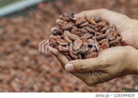 Stack of cocoa beans drying in the sun 126394920