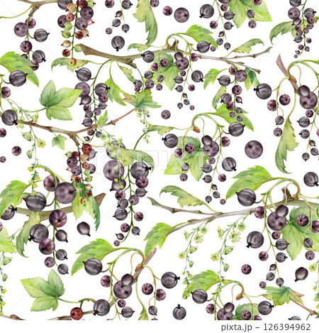Currant gooseberry with green leaves, long flower clusters, garden berry hanging on branches. Isolated seamless pattern hand drawn in watercolor. Craft drinks, grocery, background wallpaper, packaging Currant gooseberry with green leaves, long flower clusters, garden berry hanging on branches. Isolated seamless pattern hand drawn in watercolor. Craft drinks, grocery, background wallpaper, packaging 126394962