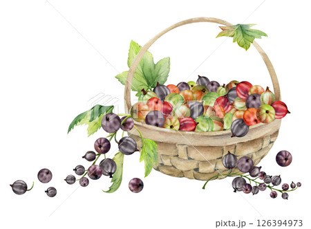 Currant gooseberry clusters, leaves in weaved basket, hand drawn in watercolor, ripe picked berry harvest, casseille jostaberry. Isolated illustration. Wellness blogs, fresh raw food healthy eating 126394973