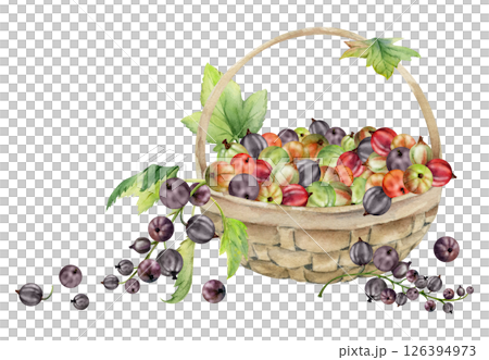 Currant gooseberry clusters, leaves in weaved basket, hand drawn in watercolor, ripe picked berry harvest, casseille jostaberry. Isolated illustration. Wellness blogs, fresh raw food healthy eating 126394973