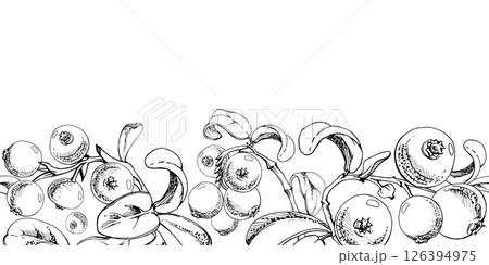 Cranberry lingonberry on branch with green leaves, ripe forest berry teaberry bearberry wintergreen cluster group, vector hand drawn in ink. Isolated seamless banner border for menu, farmers market 126394975