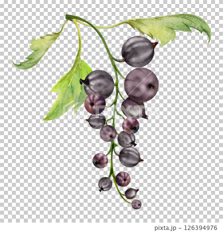 Currant gooseberry cluster bunch raceme with leaves, ripe garden berry casseille jostaberry juneberry, watercolor hand drawn. Isolated botanical illustration. Vegan product labels, gardening calendar 126394976