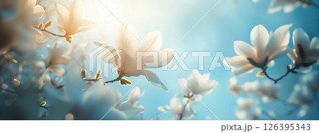 spring banner of magnolia trees in bloom, their large petals glowing under a soft, sunny sky 126395343