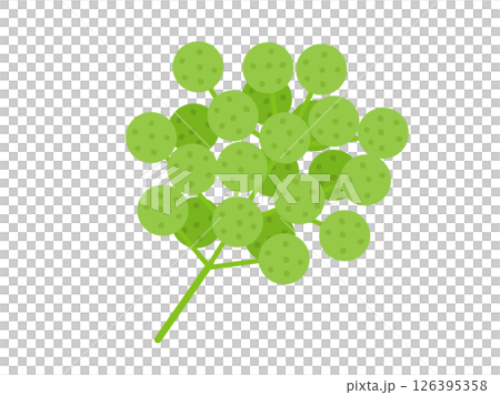 Illustration of Japanese pepper fruit Illustration of Japanese pepper fruit 126395358