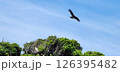 木の上を飛ぶトビ 126395482