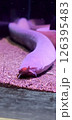 ヌタウナギ 126395483