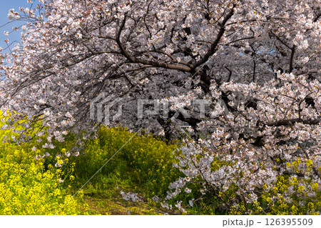 埼玉県熊谷市河原町 荒川土手にソメイヨシノの桜並木と菜の花が咲き誇る熊谷桜堤 埼玉県熊谷市河原町 荒川土手にソメイヨシノの桜並木と菜の花が咲き誇る熊谷桜堤 126395509