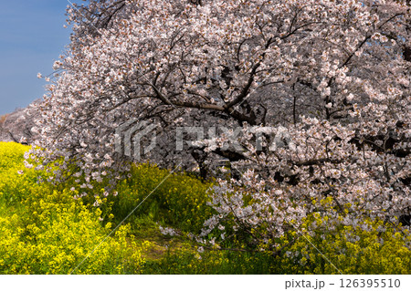 埼玉県熊谷市河原町　荒川土手にソメイヨシノの桜並木と菜の花が咲き誇る熊谷桜堤 126395510