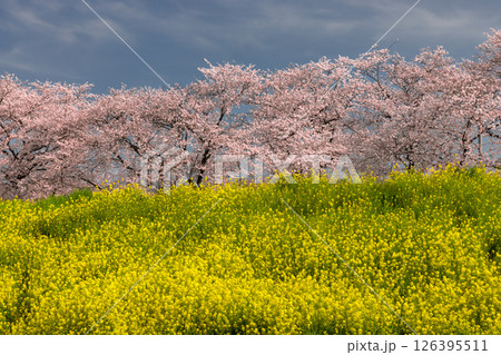 埼玉県熊谷市河原町　荒川土手にソメイヨシノの桜並木と菜の花が咲き誇る熊谷桜堤 126395511