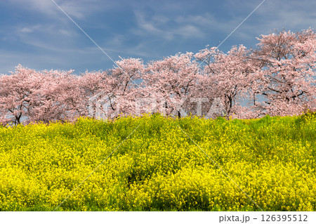 埼玉県熊谷市河原町 荒川土手にソメイヨシノの桜並木と菜の花が咲き誇る熊谷桜堤 埼玉県熊谷市河原町 荒川土手にソメイヨシノの桜並木と菜の花が咲き誇る熊谷桜堤 126395512