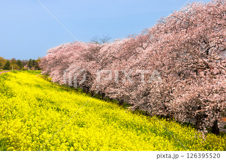埼玉県熊谷市河原町 荒川土手にソメイヨシノの桜並木と菜の花が咲き誇る熊谷桜堤 埼玉県熊谷市河原町 荒川土手にソメイヨシノの桜並木と菜の花が咲き誇る熊谷桜堤 126395520