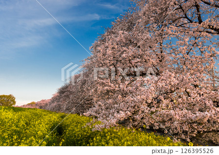 埼玉県熊谷市河原町　荒川土手にソメイヨシノの桜並木と菜の花が咲き誇る熊谷桜堤 126395526