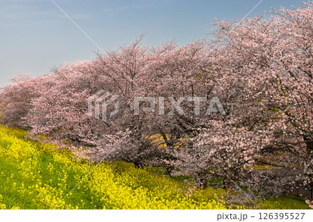 埼玉県熊谷市河原町 荒川土手にソメイヨシノの桜並木と菜の花が咲き誇る熊谷桜堤 埼玉県熊谷市河原町 荒川土手にソメイヨシノの桜並木と菜の花が咲き誇る熊谷桜堤 126395527