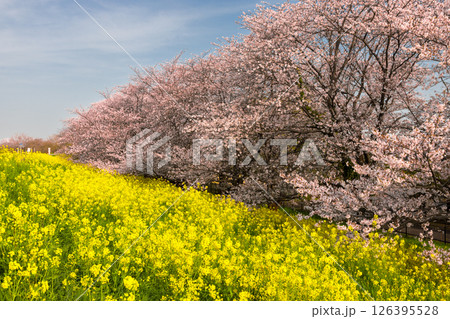 埼玉県熊谷市河原町　荒川土手にソメイヨシノの桜並木と菜の花が咲き誇る熊谷桜堤 126395528