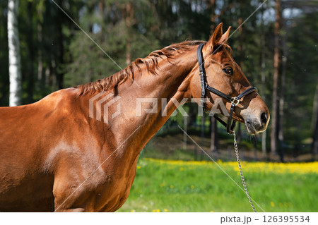 portrait of beautiful chestnut  sportive mare against green grass field 126395534