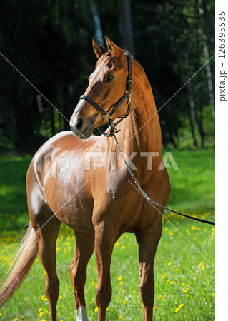 portrait of beautiful chestnut  sportive horse against green grass field 126395535
