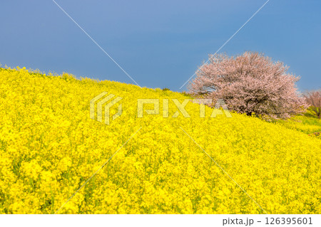 埼玉県熊谷市河原町　荒川土手の熊谷桜堤　一本桜と一面の菜の花畑 126395601