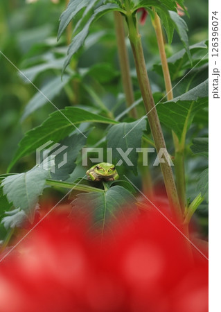 葉っぱにとまるカエル 葉っぱにとまるカエル 126396074