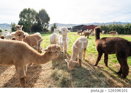 アルパカ あるぱか 農場 126396101