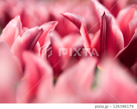 4月に咲いた赤色の美しいチューリップ「いちごスター」 126396179