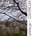桜の咲き乱れる風景 126396185