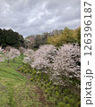 高いところから見た桜並木 126396187