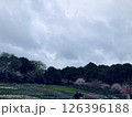 一面の木々と花畑と空 126396188