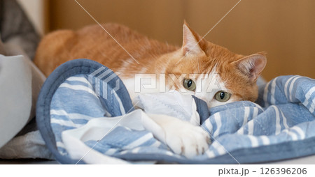 気になって見つめる猫 茶トラ白 気になって見つめる猫 茶トラ白 126396206