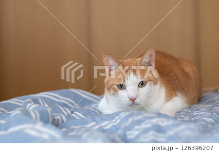 気になって見つめる猫 茶トラ白 気になって見つめる猫 茶トラ白 126396207