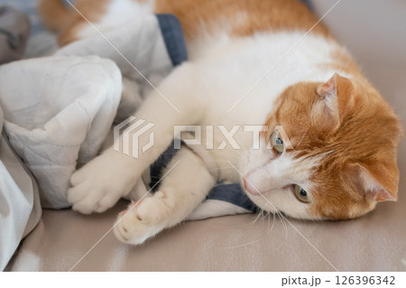 気になって見つめる猫 茶トラ白 気になって見つめる猫 茶トラ白 126396342