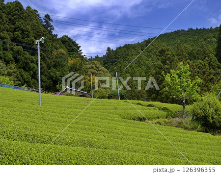 新茶の収穫時期を迎えた静岡の茶畑 新茶の収穫時期を迎えた静岡の茶畑 126396355