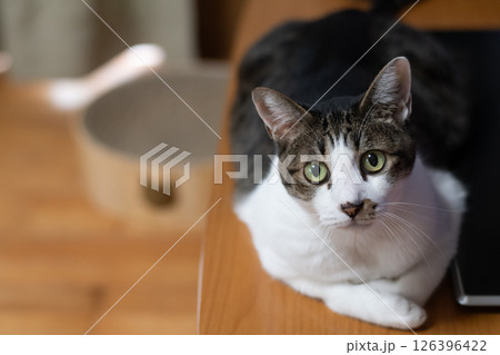 見つめる猫　キジトラ猫 126396422