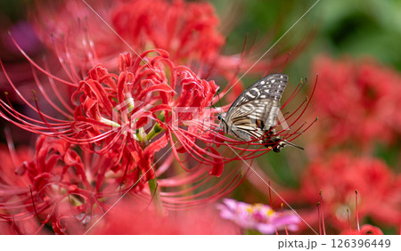 彼岸花にとまるアゲハチョウ 彼岸花にとまるアゲハチョウ 126396449